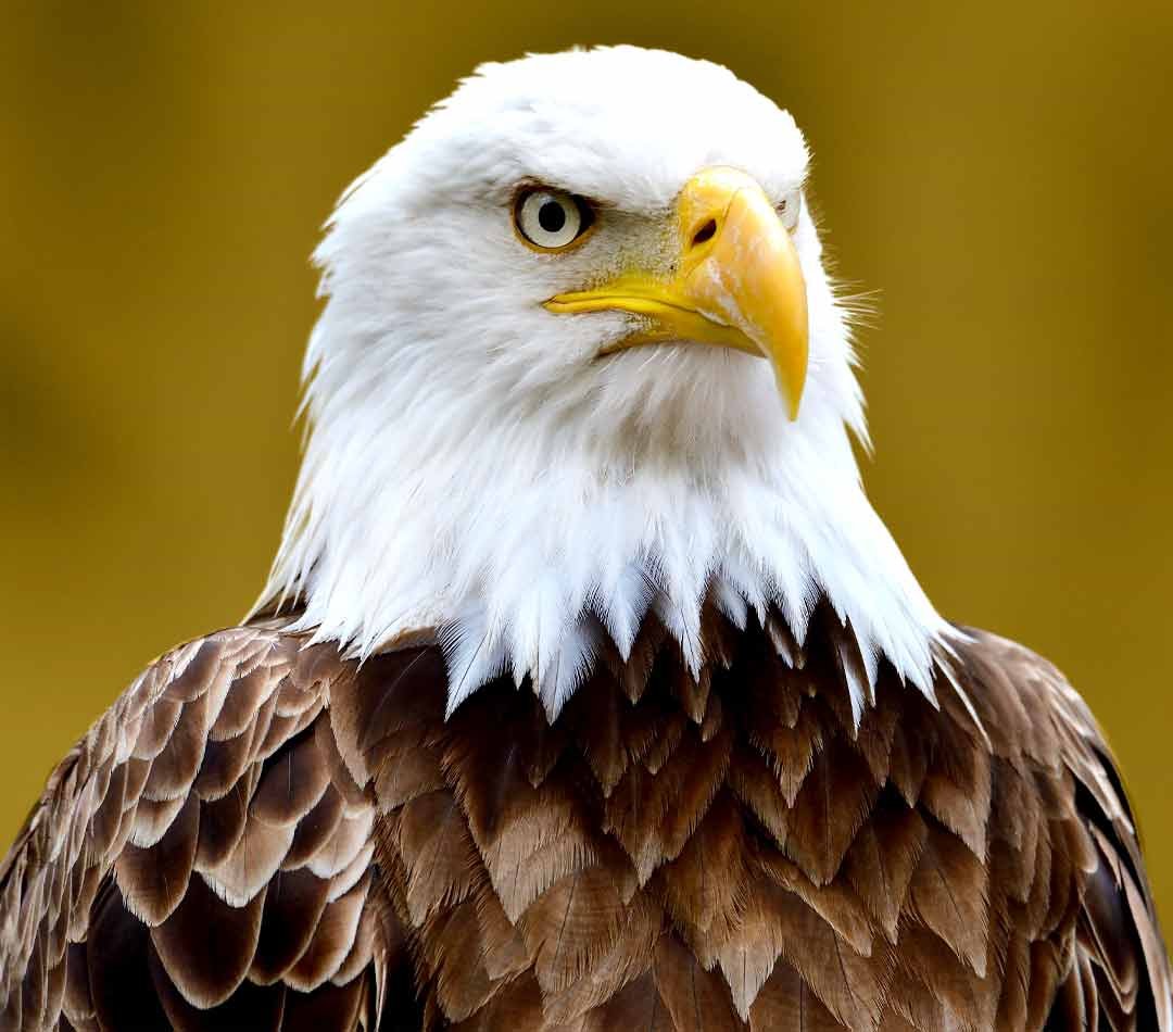 Learn for Free Eagle Mobile Banner