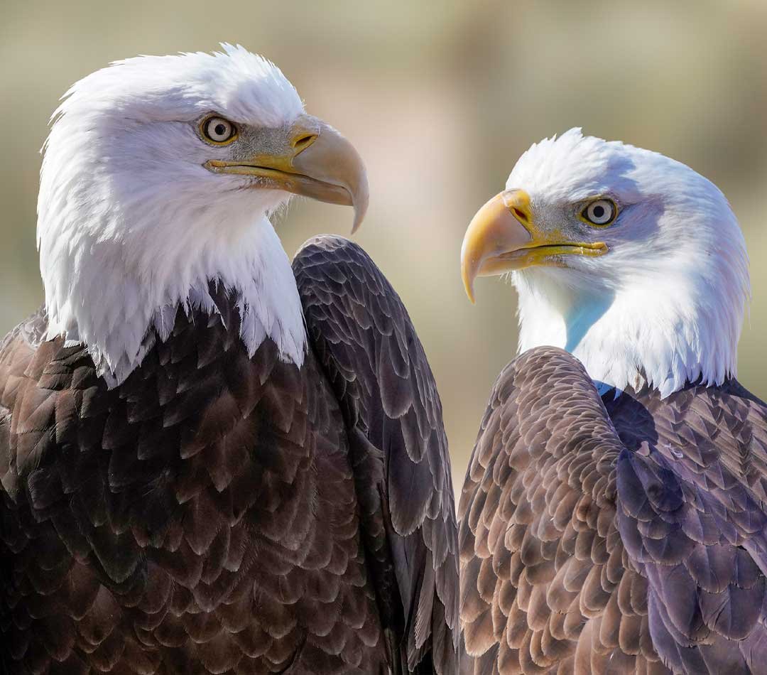 Marketing Consulting Mobile Banner