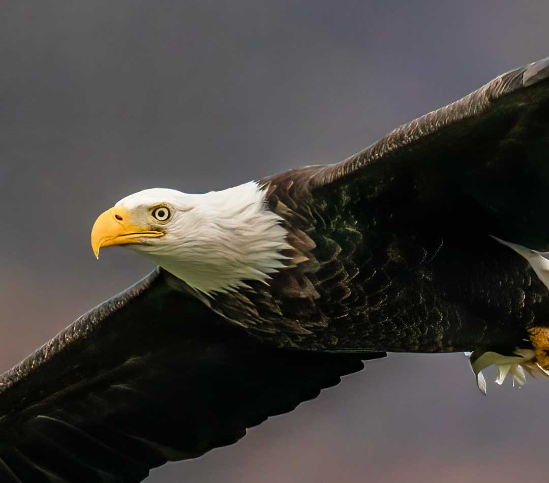 Virtual Marketing Department Banner