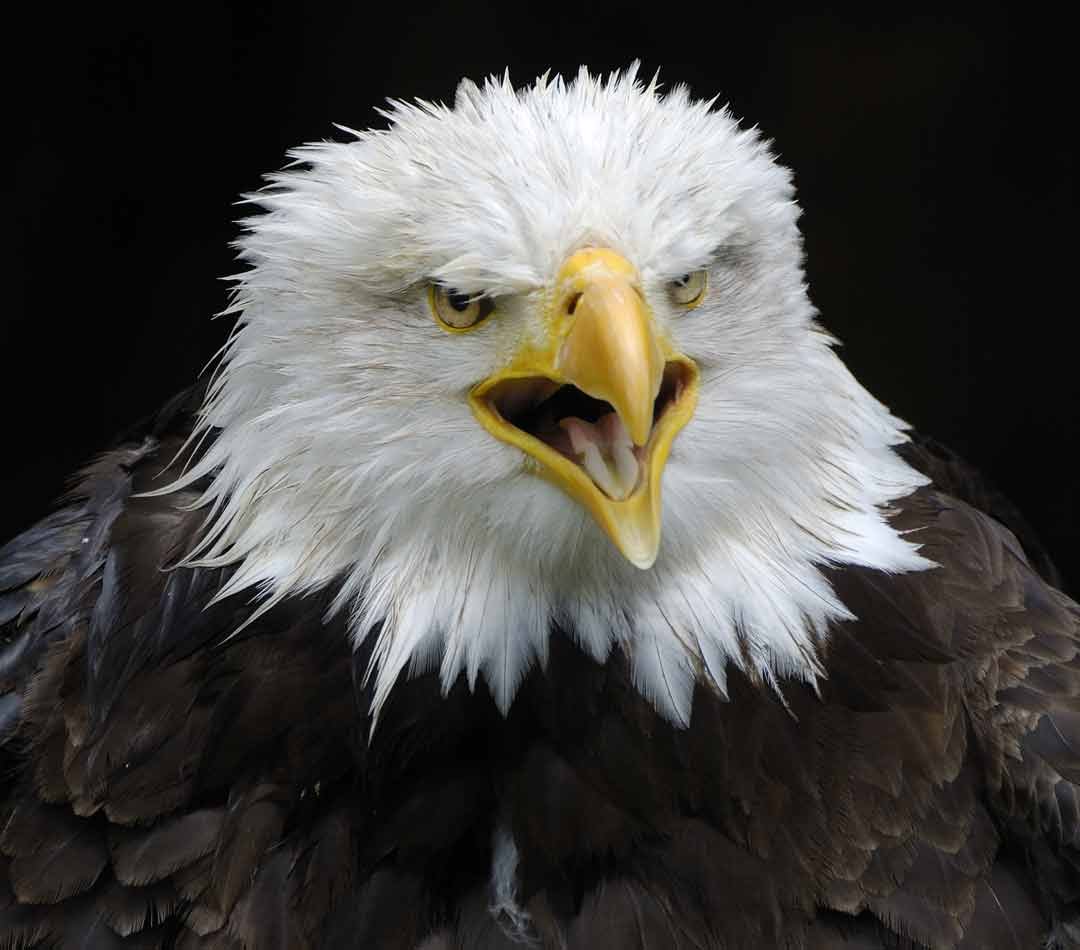 What is the Power Marketing Program Banner