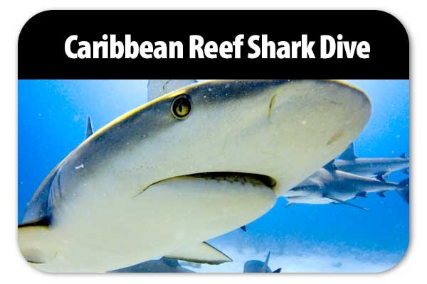 Caribbean Reef Shark Dive